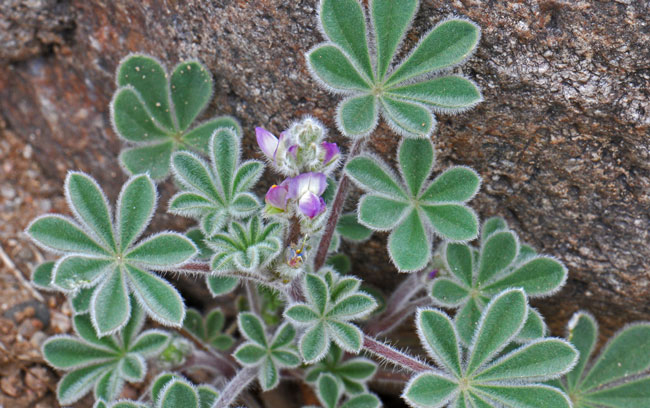 Lupinus concinnus, Bajada Lupine, Southwest Desert Flora